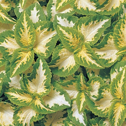 Picture of Coleus - Wizard Jade